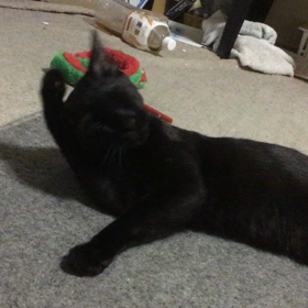 正月休み最終日の画像