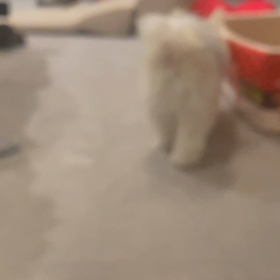 お見せしますの画像