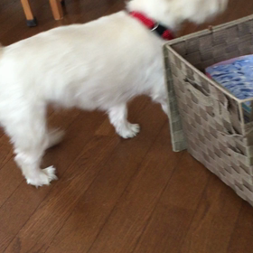 何がほしいのか⁈の画像