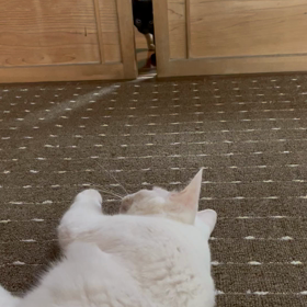 ちょっとだけの画像