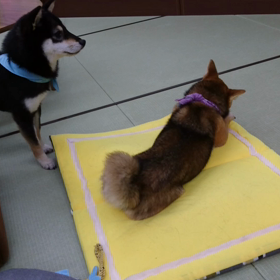 ★ かぢかぢ ★の画像