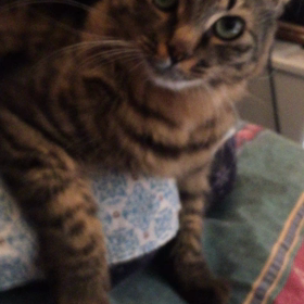 我が家のお目々ぱっちりちゃん♪の画像