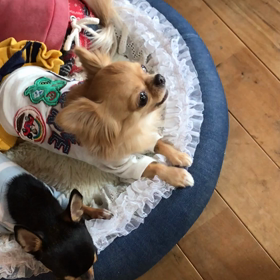 海ちゃんでおやすみなさい‥の画像