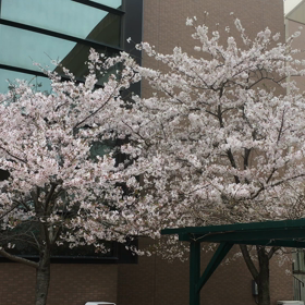 散る花の画像