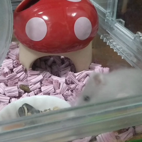 一目惚れしてしまった…の画像