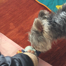 靴下ちょうだい。の画像