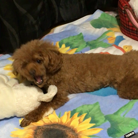 ココの初動画♡の画像