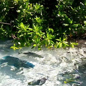 餌付け動画をの画像