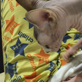 フミフミの画像