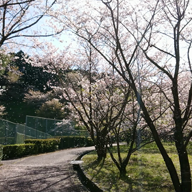 桜～ふぶきぃぃぃ～♪の画像