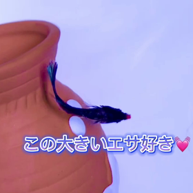 エサの好き嫌いある熱帯魚ベタちゃんの画像