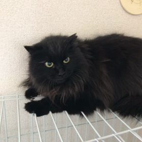 新しい子  アンナちゃんの画像