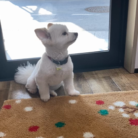 サマーカット♡ラスクの画像