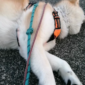 ウクライナで戦火の中愛犬の散歩をしている女の子のことをテレビてやっていた。平和な日本では安の画像