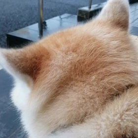 日差しが強いと思えば、突然強い☔、又止む。☔なら雨宿り、止めば散歩。飼い主のカッパ忘れで今朝は変の画像