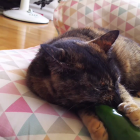 さびの大好きなピーマン(///ω///)♪の画像