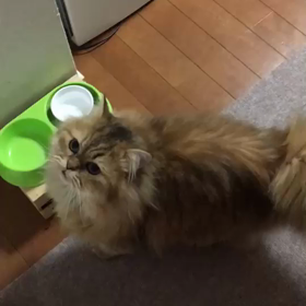 まってたゴハーン‼︎‼︎の画像