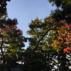 紅葉の画像