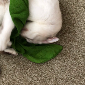 猫が大好きなものはの画像