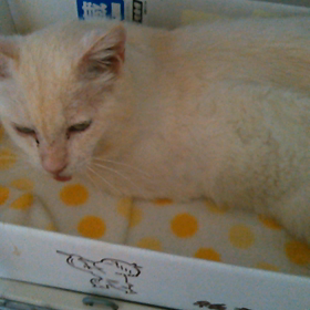 朝から甘えん坊のこはくちゃんの画像