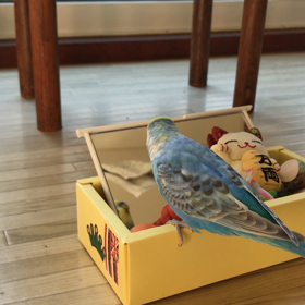 ドスドスどす。の画像