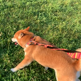 6月26日14わんこと1時間遠足  代々木公園の画像