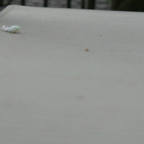 この虫は何かな？の画像