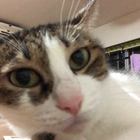 市役所と認知症の母…私が一度言った事を覚えていた？の画像