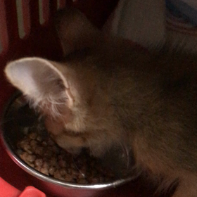 ご飯二杯目！の画像