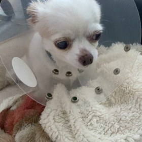 今日の保護犬サラちゃんの画像