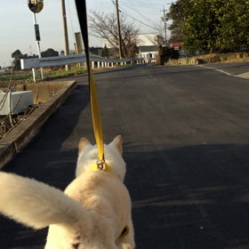 今日のコロの画像