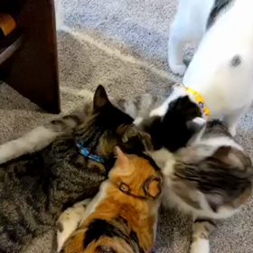 まだまだ甘えん坊の画像