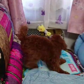 エリザベスカラーが外せて大暴れ・・☆の画像