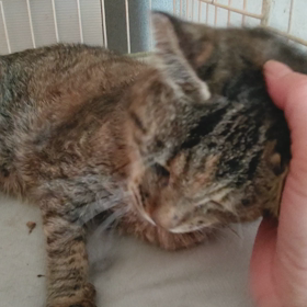 最近のモドキの画像