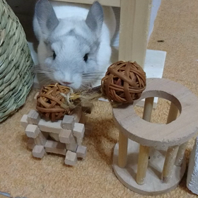 チンチラmofmofの画像