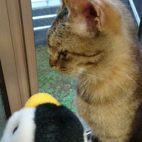 #猫ちゃんの画像