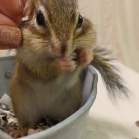 シマリス耳のマッサージ♪の画像