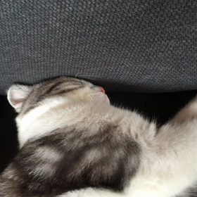 いびき猫トムの画像