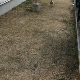 お家でドッグランの画像