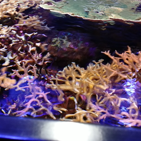 マリンピア日本海1の画像