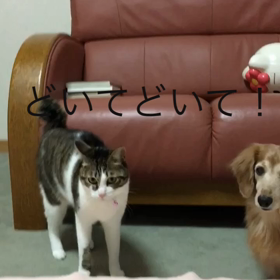 冬の朝は 結露との戦い。チップとデール。の画像