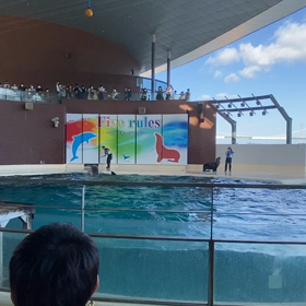 イルカショー②〜動画〜の画像