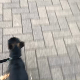 ♪お散歩動画♪代々木公園♪の画像