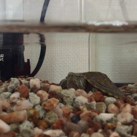 あくびピョコ2️⃣の画像