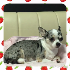 みーちゃんはお利口さんだね♡の画像