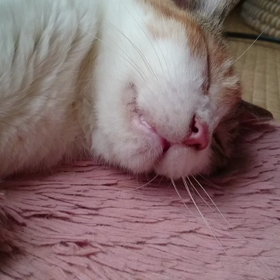 犬猫が、人間と暮らす理由の画像