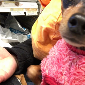 震えすぎる愛犬の画像