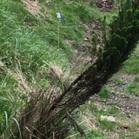 ハイキャパ4.3 ダットサイトの画像