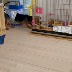 ゲージの外からおもちゃを上手に出したミックちゃんの画像