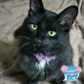 しゃべる写真。の画像